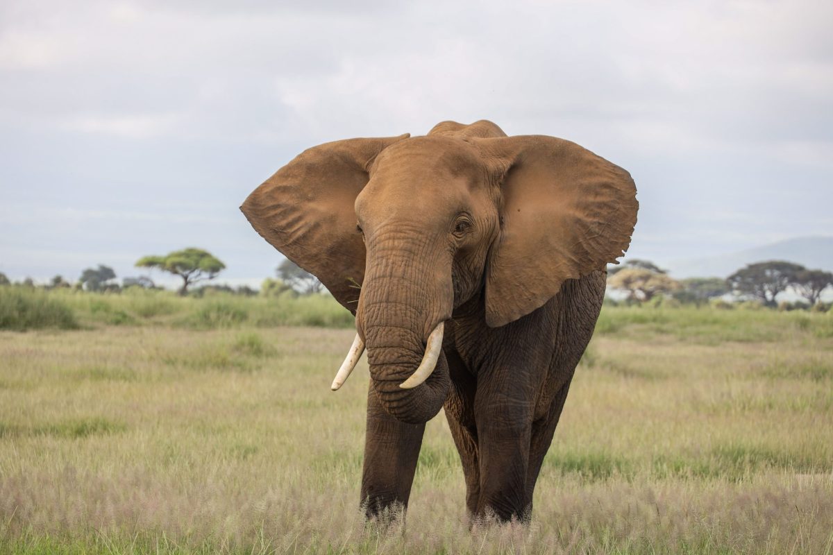 Kenya-10
