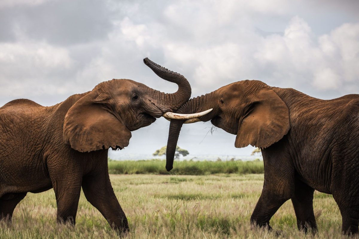 Kenya-12